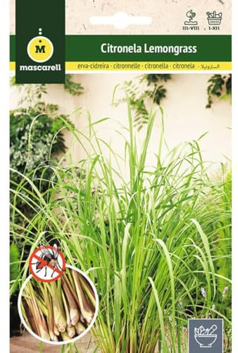 Mascarell Semillas, CITRONELLA (LEMONGRASS), Semi di Erbe da Piantare, per Creare il Proprio Giardino Domestico, 0,1 Grammi