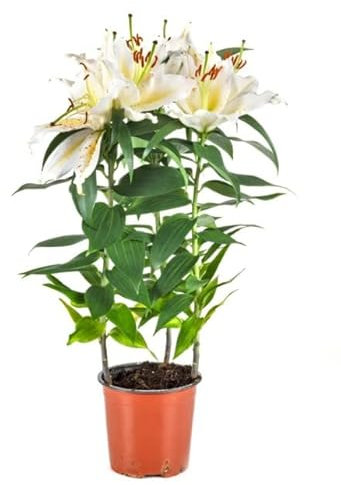 Lirio Natural Planta Aromatizante del Amor