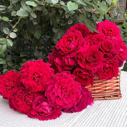 semillas de jardin de rosales silvestres, balcón, rosa trepadora de sombra, resistentes, Decoración de jardín para 60pcs