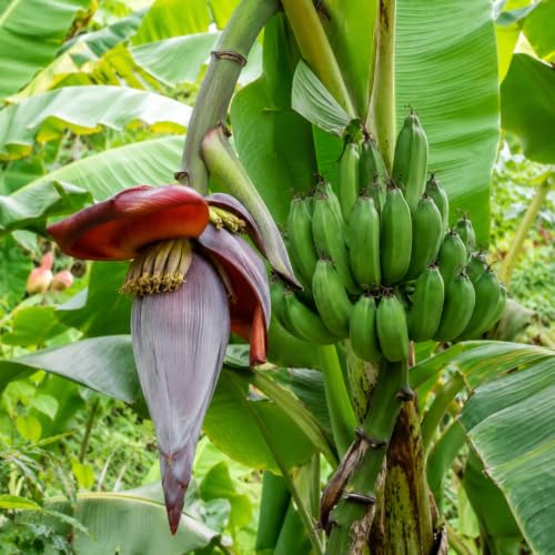 Banano Pianta di Banano 1 Seme – Seme di Musa Banana Tropicale Ornamentale, Ideale per Vaso, Giardino, Serra, Balcone e Coltivazione Domestica