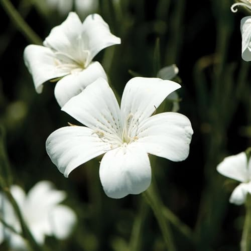 Gardening Treasures: 40 Agrostemma Corncockle Ocean Pearls Seeds