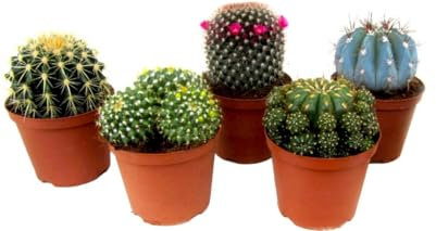 5 Plantas Naturales Cactus - Plantas de Interior o Exterior con Maceta de 5cm