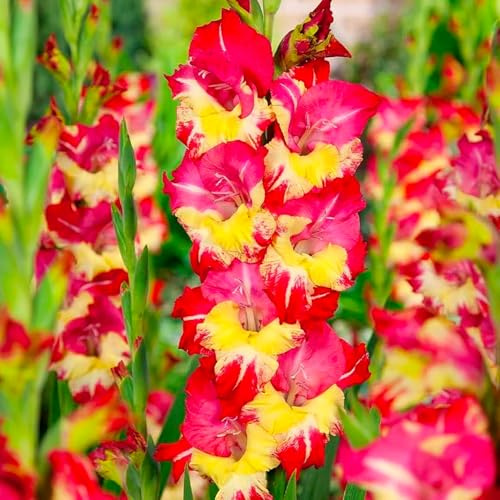Bulbi di GLADIOLI | Bulbi provenienti dai migliori produttori Olandesi | Esclusiva selezione e controllo qualità | Fioritura garantita dal primo anno. (7 Gladioli STEREO)