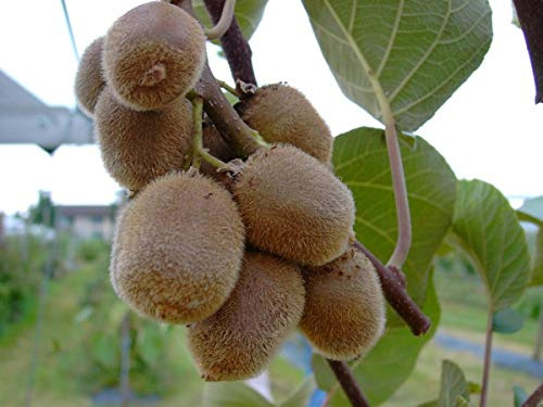 Kiwi-Set, weibliche und männliche Pflanze, Actinidia deliciosa, Sorten Hayward&Atlas, ca. 80cm, im Topf