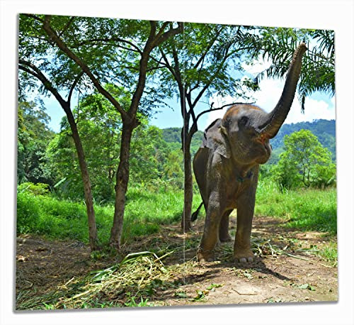 Wallario Herdabdeckplatte/Spritzschutz aus Glas, 2-teilig, 60x52cm, für Ceran- und Induktionsherde, Junger Elefant im Dschungel