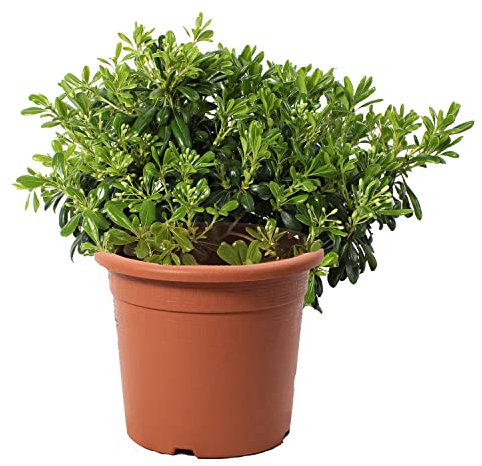 KENTIS - Pittosporum Tobira Nanum - Pitosforo Nano - Piante Vere da Siepe da Giardino - Pianta da Esterni Perenne - H 40/50 cm Vaso Ø 24 cm