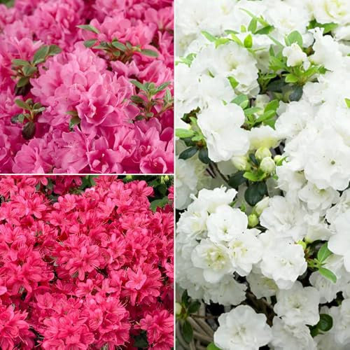 Japanische Azaleen, 3er-Set, Topf je 5 Liter