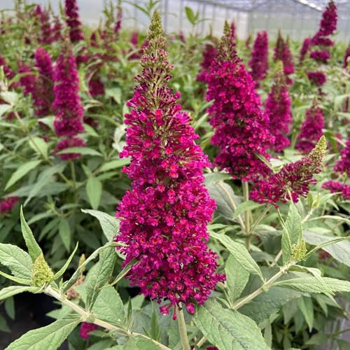 Zwerg-Schmetterlingsstrauch, Buddleja davidii BUZZ™ 'Wine'(s), Topf 5 Liter