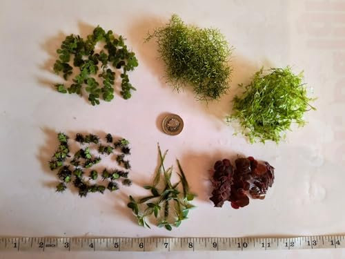 Rare & Exotic 'Nano' Aquarium Floating Plant Selection! 6 * Unusual Varieties!