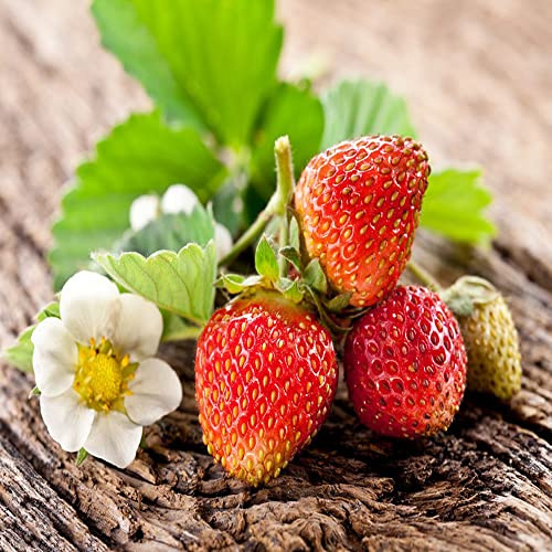 semillas fresas balcon, resistentes jardín interior 500pcs