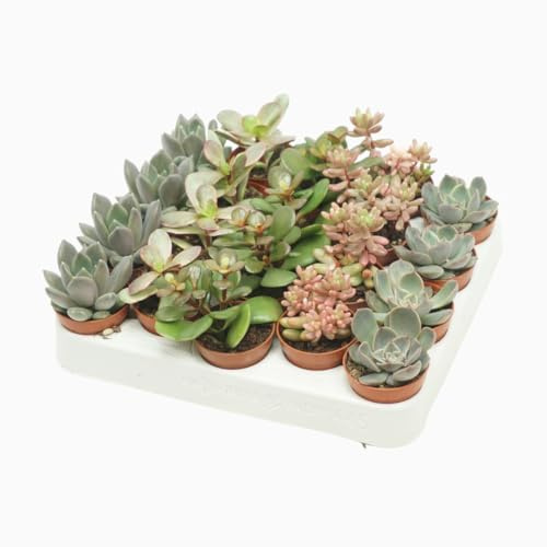 Set de 20 Plantas Suculentas - Crassas Naturales de Interior o Exterior
