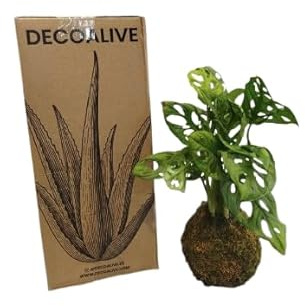 DECOALIVE Kokedama de Costilla de Adán Mini – Monstera Adansonii – Planta de Interior