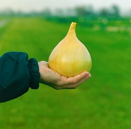 PREMIER SEEDS DIRECT - Vegetable - Onion - Exhibition - 150 Seeds