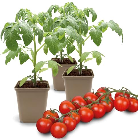 FLORTUS Kirschtomatenpflanze Mexikanische Honigtomate | 3 Pflanzen | Kirschtomaten für Balkon und Garten | Tomatenpflanzen im Topf | 9 x 9 cm | Tomaten Jungpflanzen