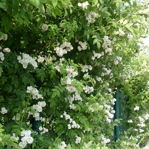 rosales trepadores - Decoraciones jardines exteriores rosales trepadores de silvestres de silvestres exóticas jardín 40semillas