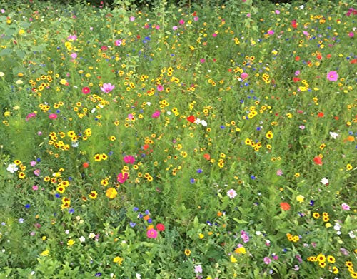 Blumenwiese Blühmischung Bienenwiese Meissner Blütenfeuerwerk für ca. 25-40m²,100 Gramm