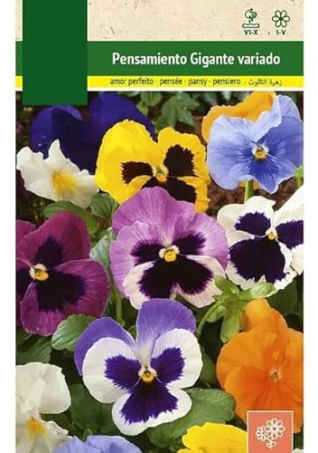 Planta Pensamiento Sobre de Semillas de Flor Colorida de Exterior