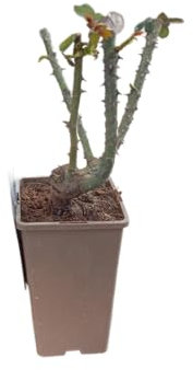 Rosal de Jardín Rosa – Planta Natural con Flores Exuberantes y Vivas