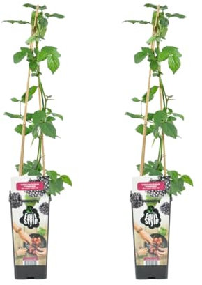 Bloomique - 2x Rubus Fruticosus 'Thornfree' - Brombeerstrauch - Obstpflanzen - Gartenpflanzen - Winterhart - ⌀14 cm - Höhe 60-70 cm