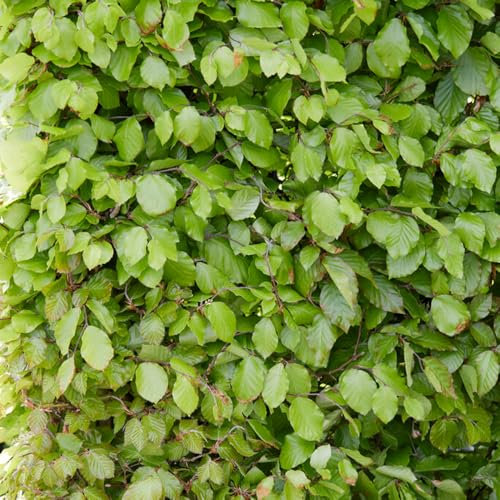 You Garden - Common Beech Hedge â€˜Fagus sylvaticaâ€™ Set of 10 Bare Roots 60-90cm