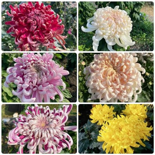 450 pcs winterharte chrysanthemen pflanzen samen - flowers blumendeko dachbegrünung chrysantheme,Chrysanthemum morifolium, wildblumensamen topfpflanzen garten pflanzen pflanzensamen