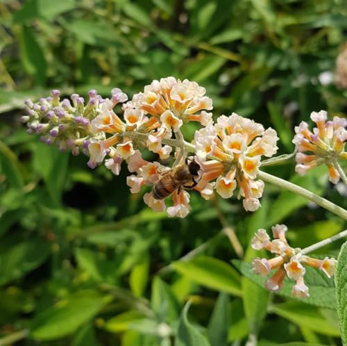 Buddleia x weyeriana 'Sungold' / Arbre aux papillons/Conteneur de 3 à 4 litres