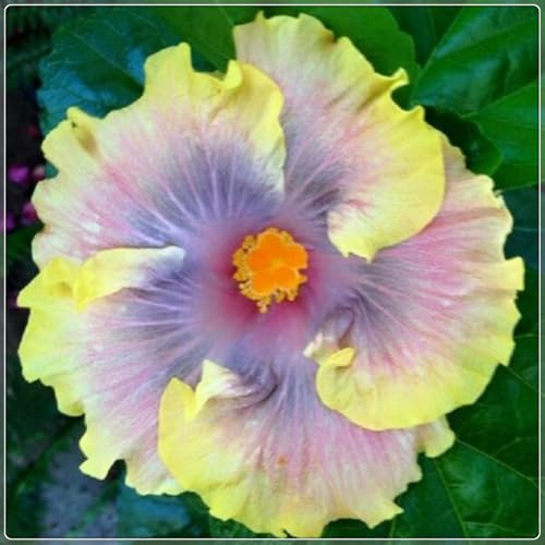 Bulbos De Hibisco,Perenne Fiori da,Vaso per hibisco,Horticulture,Piante Da esterno,piante Da balcone,Hibisco bulbos,Raras,Fácil de cuidar,embellecer el ambiente.-1bulbo-C