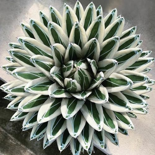 Agave americana, steingartenpflanzen winterhart wildkräuter winterharte für garten exotische gartendeko für draußen 85Samen