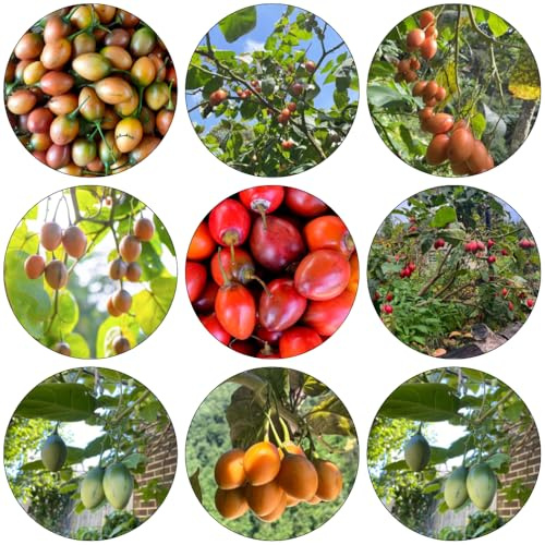 tamarillo tomatenbaum - bonsai bäumchen kaufen wildkräuter obstbäume gartenpflanzen winterhart obstpflanzen baumsamen balkon garten gewächshaus balkon säulenobst dekopflanzen obstsamen 20samen