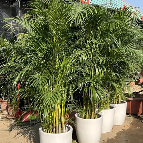 Goldfruchtpalme, balkonpflanzen winterhart Dypsis lutescens, grünpflanzen pflegeleichte zimmerpflanzen luftreinigende zimmerpflanzen 15Samen