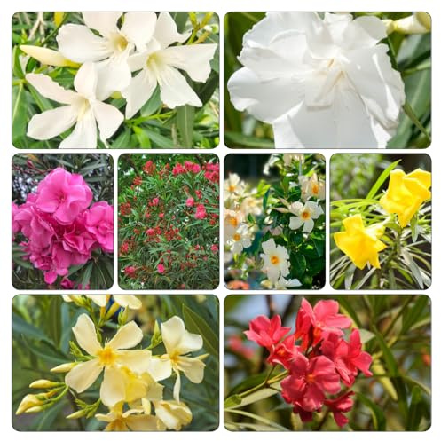 adelfa - semillas de jardín semillas de decorativas jardín balcón resistentes 5pcs