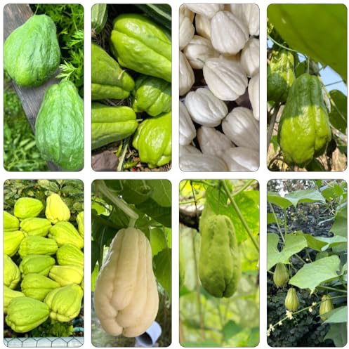 200samen chayote balkongarten - Leicht zu züchten