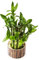 Cksbambus Bambú Planta Bonsai Semillas Hidroponía Plantas Lucky Bamboo Plantas Lucky Planta Lucky Planta Plantas Decoración Salón Planta de Interior Regalos 50 Bambú Brillo Comprar Semillas