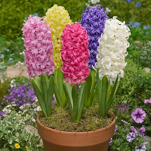 Nouvelles graines de fleurs de jacinthe fraîches 90 pièces