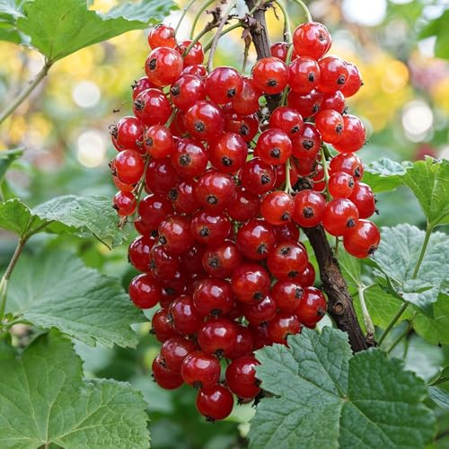 Ribes Rosso Jonkheer van Tets - 2 Piante - Perenni & Resistenti - Piante dall'Olanda - Alta Resa - Bacche Dolci - Varietà Precoce (no semi, non artificiale)