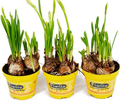 Carbeth Plants 3 x Narcissus Tete a Tete Daffodil Bulbs in Pots - Potted Spring Plants - Mini Dwarf Yellow Daffodils - Indoor or Outdoor - Instant Colour Through The Winter Months