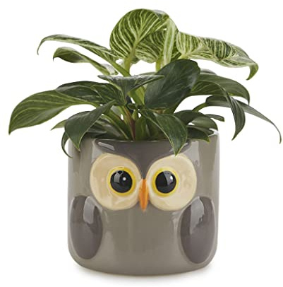 Balvi Maceta Owl Color Gris Original Maceta con diseño de búho Cerámica 11,7x13,5x135 cm