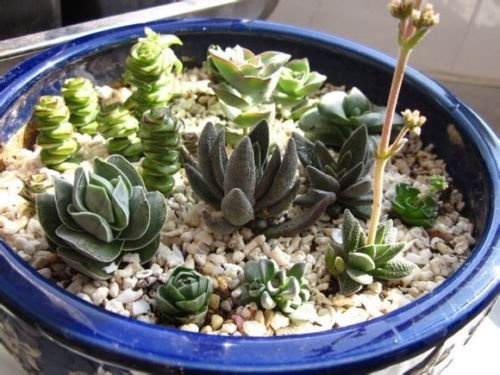Crassula Mix 10 SEMI Esotico Carino suculenta Raro