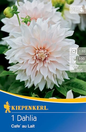 Kiepenkerl Dekorative Dahlie Café au Lait - Mehrjährige Blumenzwiebeln, Dahlienknollen für Bezaubernde Gärten, Ideal zum Online Bestellen