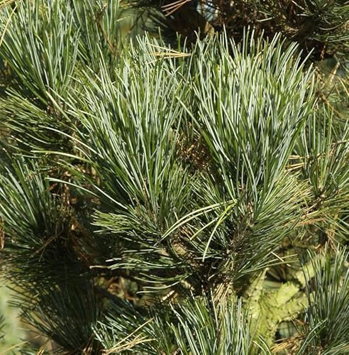 Zirbelkiefer Compacta Glauca 60-70cm - Pinus cembra - lebende Gartenpflanze aus den Baumschulen