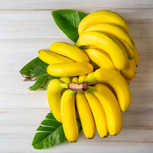 banano - banane vaso resistenti, adatte all'uso esterno, semi di banana sostenibili giardino roccioso con 200semi