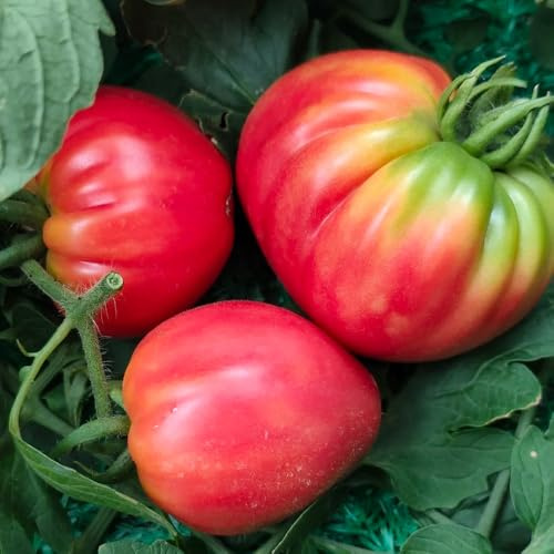 semillas de tomate para balcón - exóticas jardín resistentes orgánicas raras 600pcs