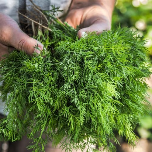 Semi di aneto - selvatiche raro esotico prodotti sostenibili vecchie varietà resistenti per giardini rocciosi verdi biologiche 100pcs