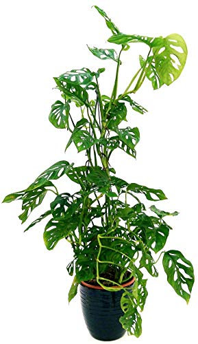 POWERS TO FLOWERS - MONSTERA OBLIQUA MONKEY ALTEZZA 90CM IN VASO CERAMICA NERO A RIGHE, VASO 20CM, PHYLODENDRON, pianta vera