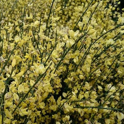 3 x Cytisus Praecox- Elfenbein-Ginster 40-60 cm im Container - Frühe Eleganz in Weiß
