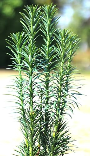 Säuleneibe Eibe Taxus Fastigiata 'Robusta' 90-100 cm winterhart Freilandaufzucht