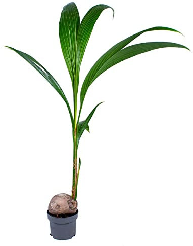 Bloomique - Cocos Nucifera - Kokospalme - Zimmerpflanzen Groß - Pflegeleicht - Haustierfreundlich - Höhe 100-120 cm - Topf 19 cm