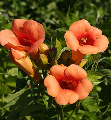 Trompetenblume Indian Summer® 40-60cm - Campsis radicans - lebende Gartenpflanze aus den Baumschulen