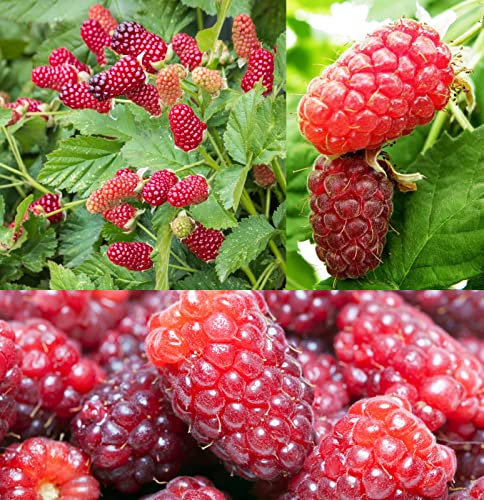 Carbeth Plants Loganberry Fruit Plant in 9cm Pot (3 Plants)