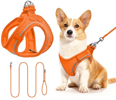 Kattsele och koppel set för katter, små hundar, lättpåtagbar (M, orange)